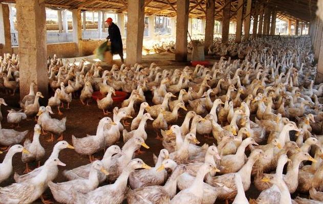 养鸭技术与鸭病的防治