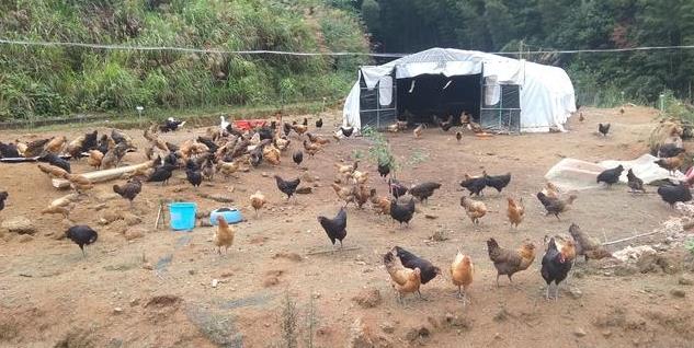 猪肉多少钱一斤今天 各地最新猪肉价格行情