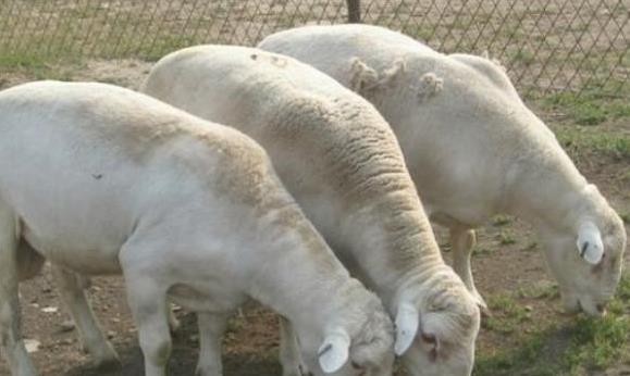 冬季养羊技巧