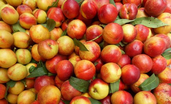 油桃结果树施肥技术
