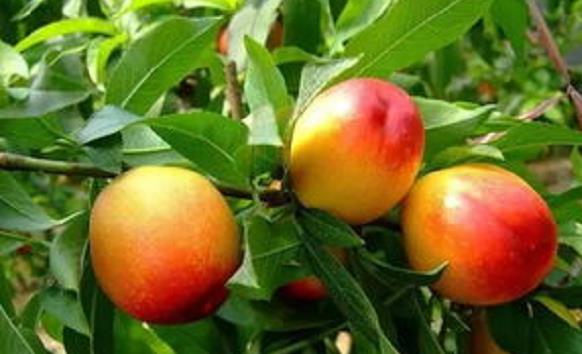 油桃幼树和结果树该如何施肥