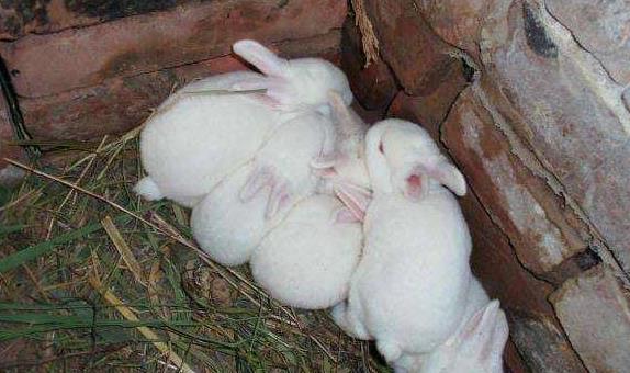 养殖兔子有哪些禁忌？这八点新手必看！