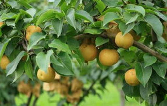 种植梨树方法