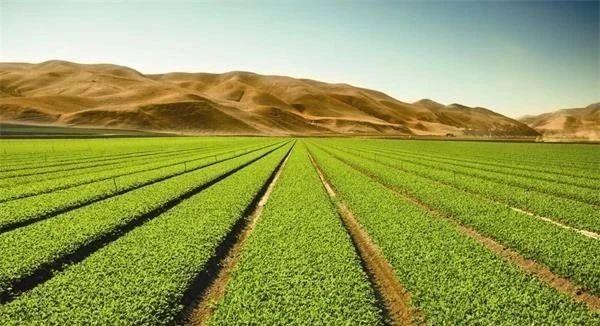 种植业以什么为核心调整作物结构种类结构和质量结构