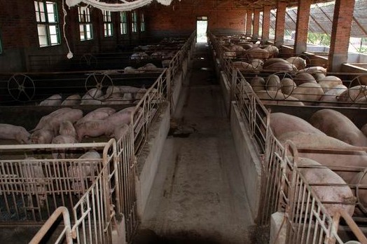 和妻子李<em>双妹</em>创建的养猪场