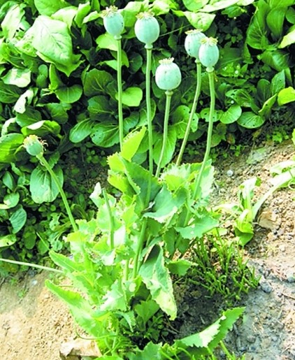 罂粟种植_罂粟种植多少违法_罂粟种植时间图片