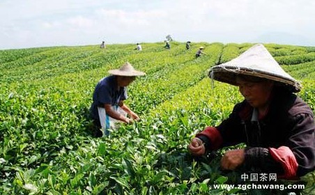 摇钱树 的 养殖 方法 摇钱树 的 养殖 方法 摇钱树 ...