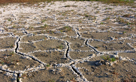 化肥使用量远超安全线 全国土壤盐渍化1.8亿亩